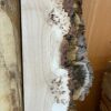 Scottish Burr Oak