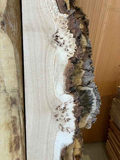 Scottish Burr Oak